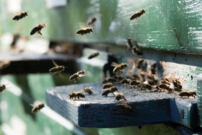 Bienen: «Value Added Distributoren der Natur»