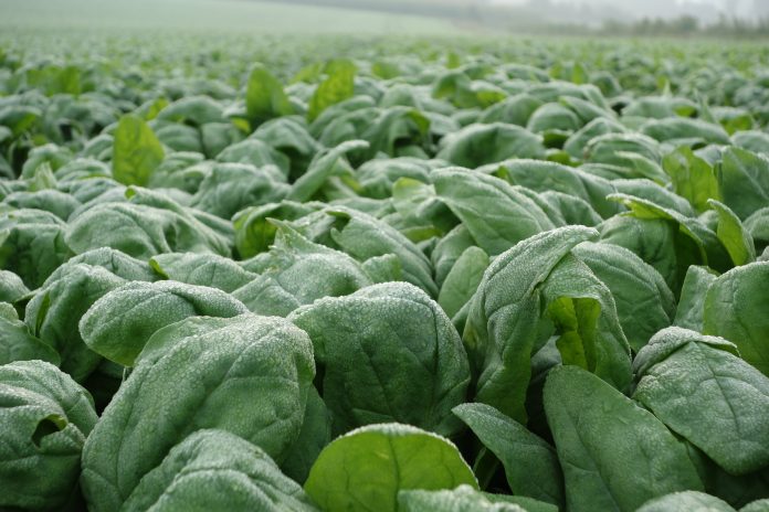 Spinatfeld (Foto: Iglo)