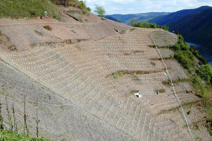 Digitalisierung: Sensoren analysieren Qualität von Weinreben